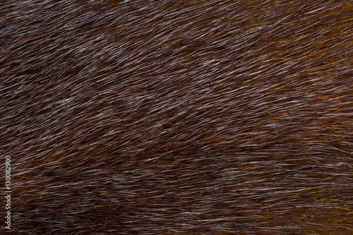 Dark fur mink. Fur texture.