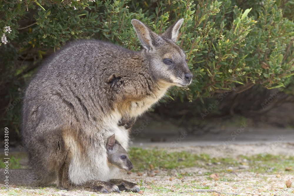 Tammar wallaby (Macropus eugenii), Flinders Chase National Park, Kangaroo Island, South Australia Tammar wallaby (Macropus eugenii), Flinders Chase National Park, Kangaroo Island, South Australia