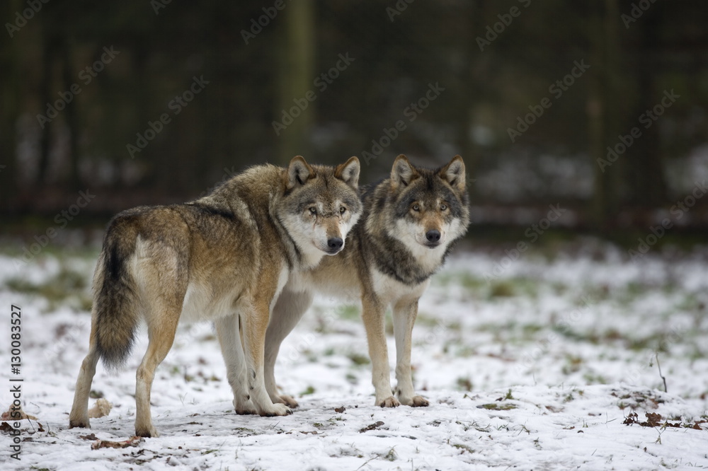 Gray wolf (grey wolf), Canis lupus, Wildlife Preserve, Rheinhardswald, Germany Gray wolf (grey wolf), Canis lupus, Wildlife Preserve, Rheinhardswald, Germany