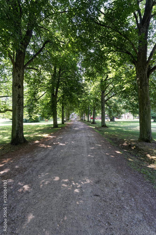 Road surrounded by tall green trees on both sides
