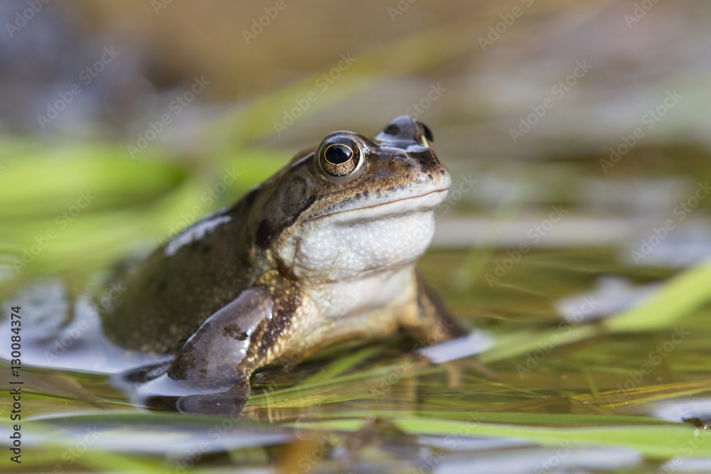 Common frog (Rana temporaria), Northumberland Common frog (Rana temporaria), Northumberland