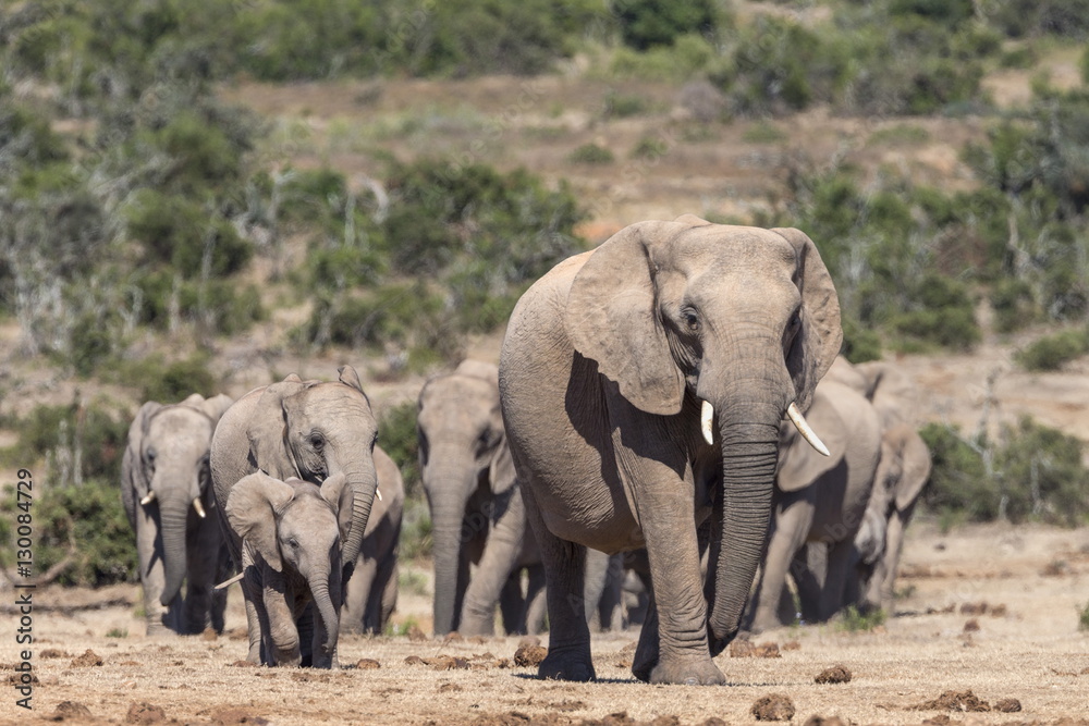 Elephant (Loxodonta africana) herd, Addo Elephant National Park Elephant (Loxodonta africana) herd, Addo Elephant National Park