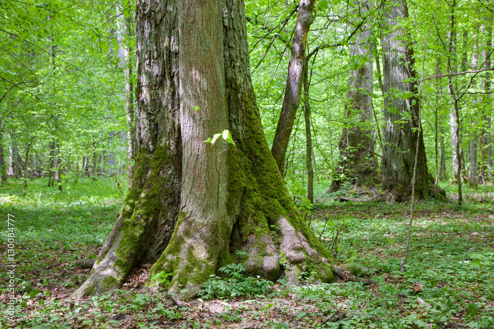 Old linden trees at sumertime stand Old linden trees at sumertime stand