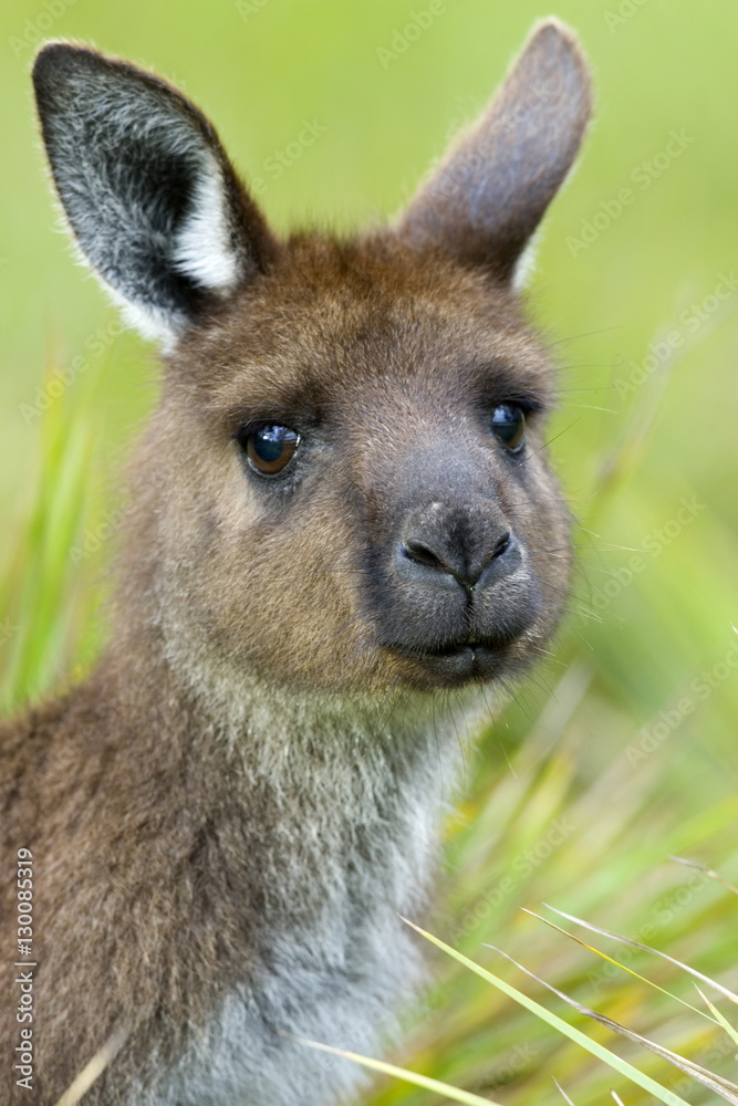 Kangaroo Island Kangaroo, (Macropus fuliginosus), Flinders Chase N.P., Kangaroo Island, South Australia Kangaroo Island Kangaroo, (Macropus fuliginosus), Flinders Chase N.P., Kangaroo Island, South Australia