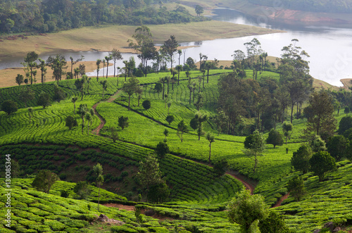 Tea plantations in Munnar  Kerala  South India
