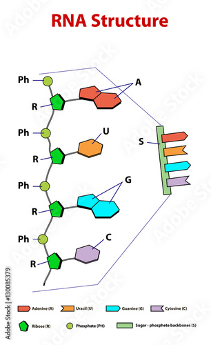 RNA structure education info graphic