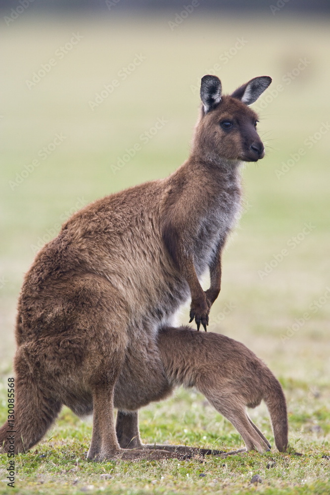 Kangaroo Island grey kangaroo (Macropus fuliginosus) with joey, Kelly Hill Conservation, Kangaroo Island, South Australia