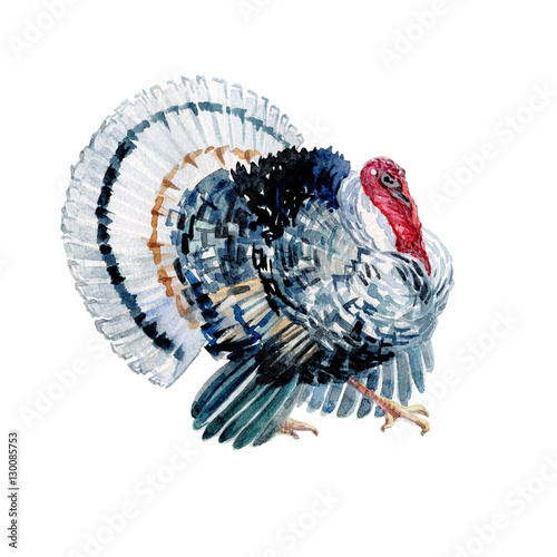 Watercolor turkey bird isolated on a white background.