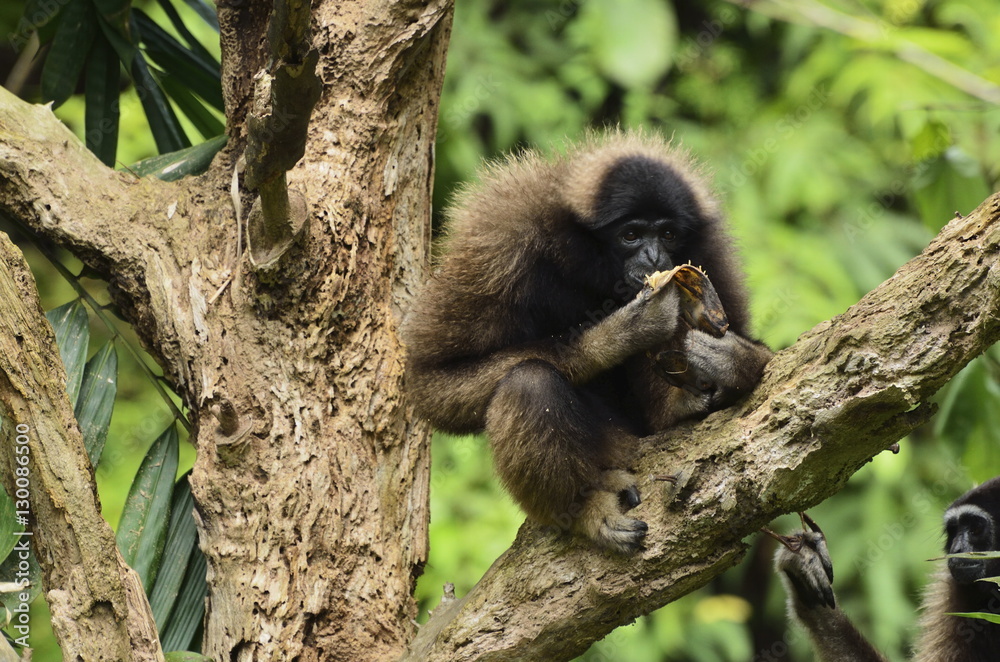 Bornean Gibbon (Hylobates muelleri), Lok Kawi Wildlife Park, Sabah, Borneo, Malaysia Bornean Gibbon (Hylobates muelleri), Lok Kawi Wildlife Park, Sabah, Borneo, Malaysia