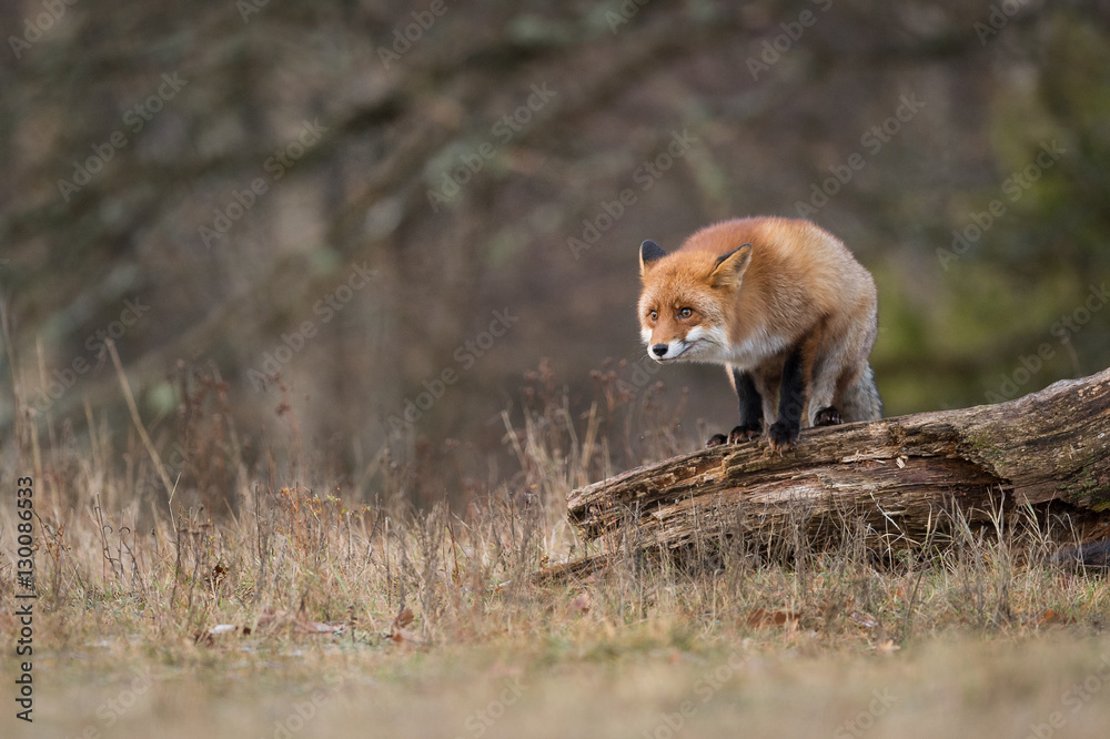Red Fox Lookout on a dead tree