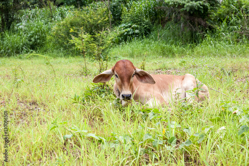 Thai cow calf