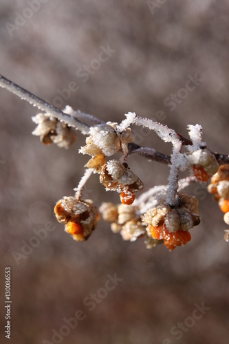 Berries in the first hoarfrost
