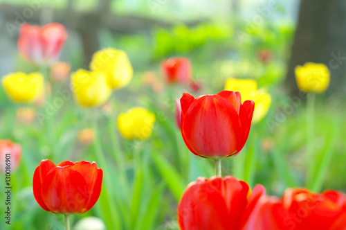 Red and yellow tulips.