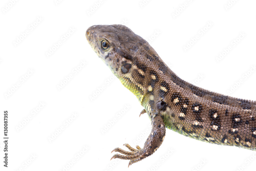 Lizard (Lacerta agilis) on a white background Lizard (Lacerta agilis) on a white background