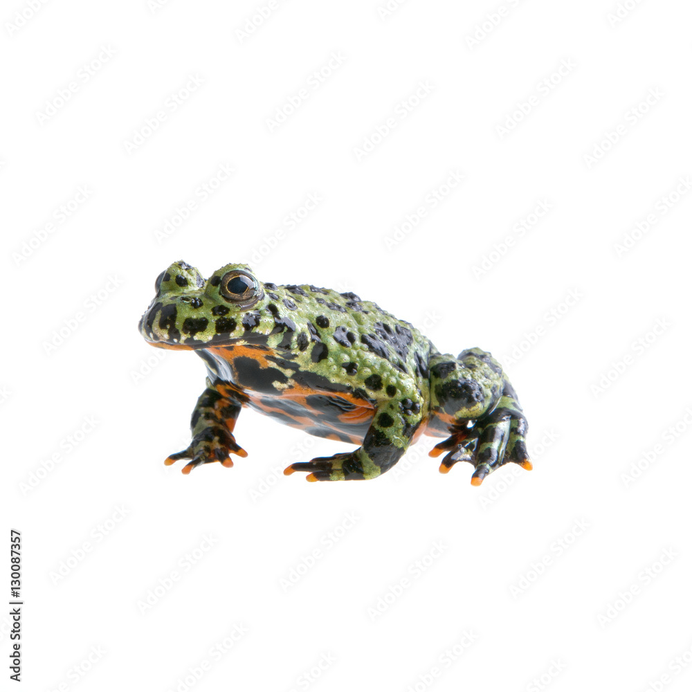 Fototapeta premium Frog (Bombina orientalis) on a white background