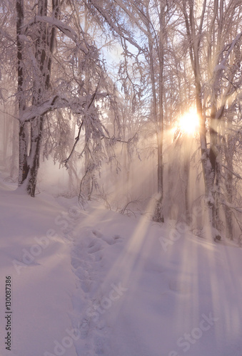 Beatiful morning sunrays in winter forest with amazing sun beams © macrowildlife