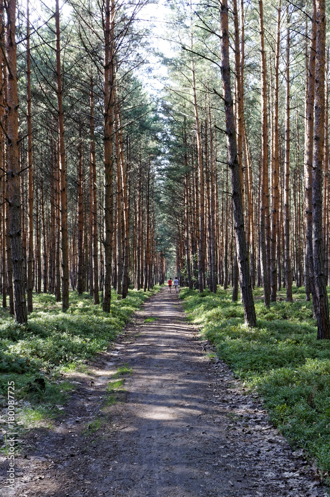 Obraz premium Road going though a forest land