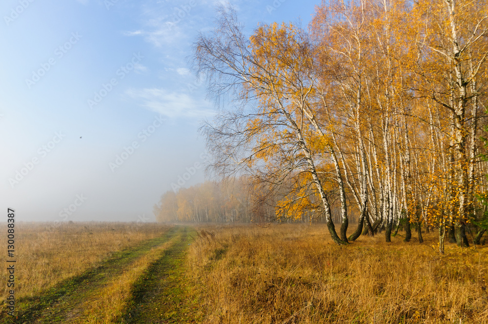Fototapeta premium Осенний пейзаж с видом дороги вдоль леса с пожелтевшей листвой утром в тумане 