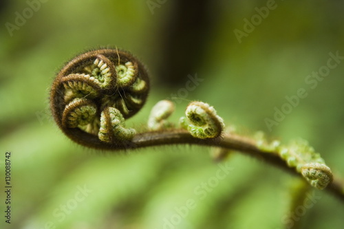 Young frond of fern unfurling, Mount Bruce National Wildlife Centre, Wairarapa, North Island, New Zealand photo