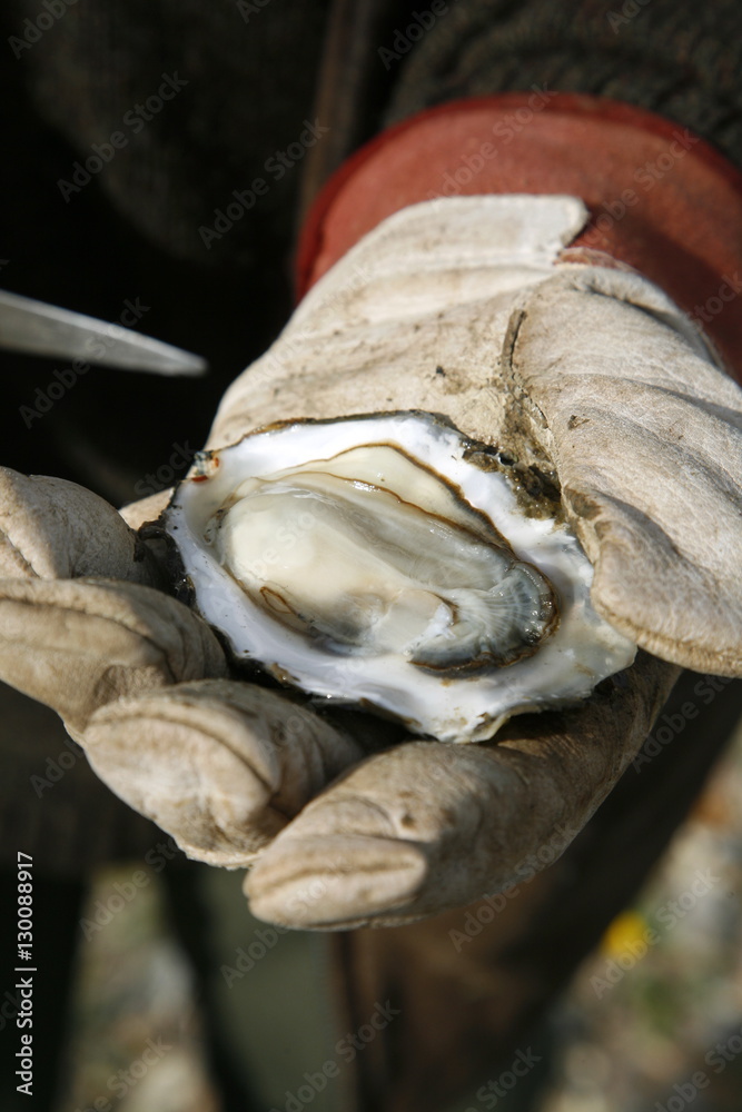 Man holding an open oyster, Jutland, Denmark Man holding an open oyster, Jutland, Denmark