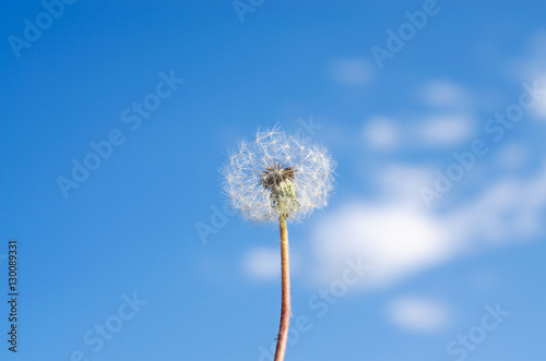 dandelion flower with seeds against the blue sky