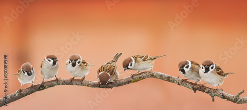  lot of little funny birds sitting on a branch and looking curiously
