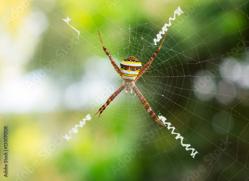 Spider, Cross spider hanging on web in natural