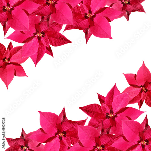 Beautiful floral background with red poinsettia Christmas 