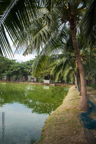coconut planted near pond