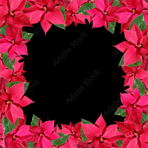 Beautiful floral background with red poinsettia Christmas 