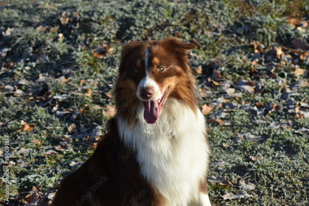 Australian Shepherd schaut Australian Shepherd schaut