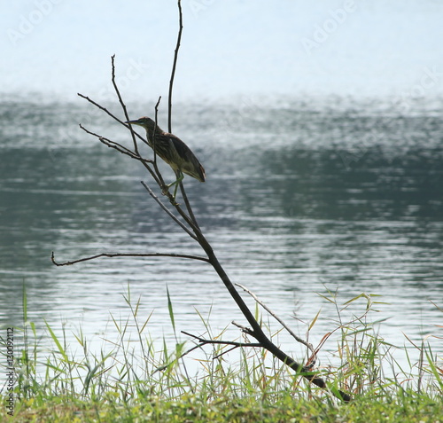 Obraz na plátně Bird live on side lake
