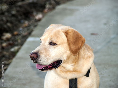 Beautiful yellow Labrador retriever