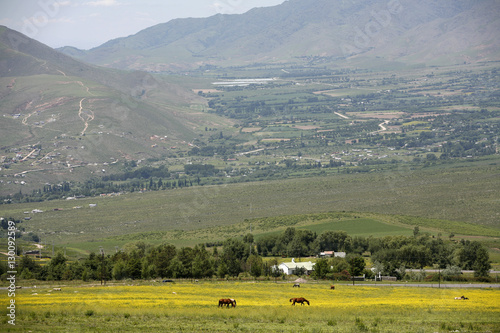 Horses in a field near Tafi del Valle, Salta Province, Argentina  photo