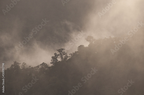 Cloud Forest, High Andes of Ecuador