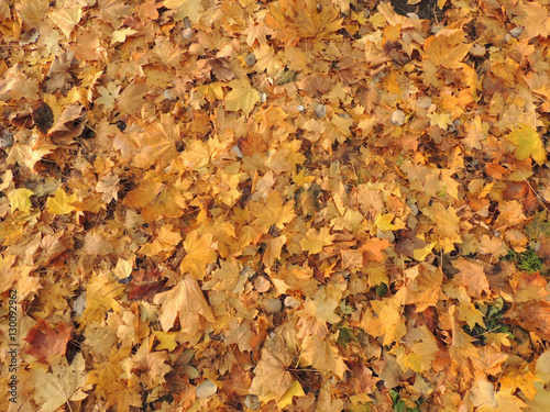 Yellow autumn leaves background