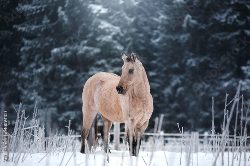 Fototapeta Naklejka Na Ścianę i Meble -  brown horse portrait, walk on the paddock