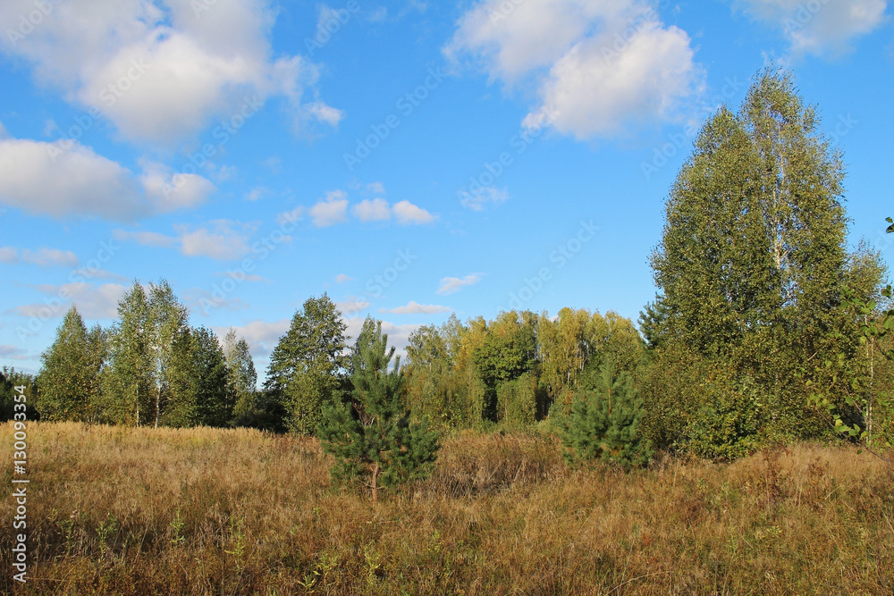 Forest edge, mixed forest and summer meadow. Forest edge, mixed forest and summer meadow.