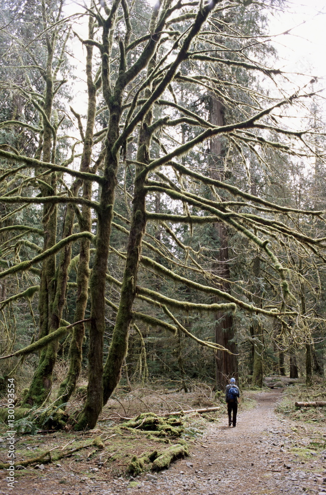 Mossy tree and hiker, Olympic National Park, UNESCO World Heritage Site, Washington State Mossy tree and hiker, Olympic National Park, UNESCO World Heritage Site, Washington State