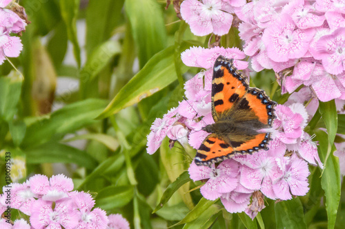 Beautiful shot of an orange winged butterfly sitting over pink flowers