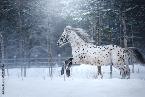 White spotted horse portrait, walk on the paddock