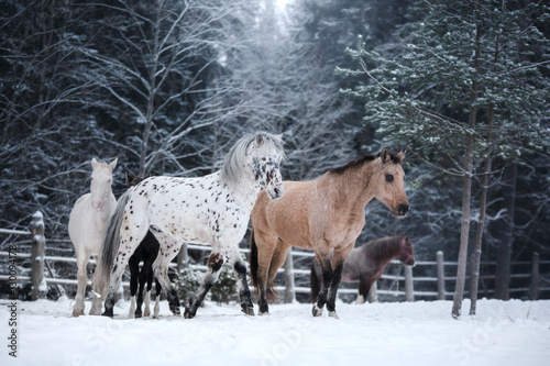 White spotted horse and brown horse, walk on the paddock © annaav