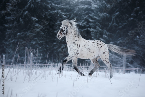 White spotted horse portrait  walk on the paddock