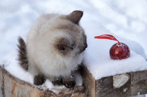 Magic cat with red christmas ball on snow background