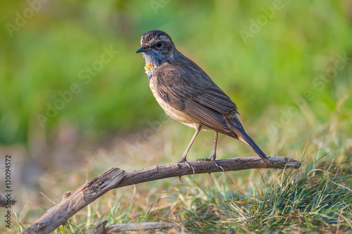 Bluethroat(Luscinia svecica),beautiful brown bird in meadow with green background.