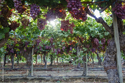 Red Globe grapes at a vineyard, San Joaquin Valley, California photo