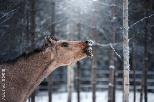 Fototapeta Naklejka Na Ścianę i Meble -  brown horse portrait, walk on the paddock