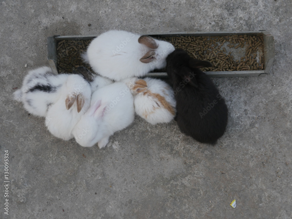 Top view of several bunnies eating from feedbox
