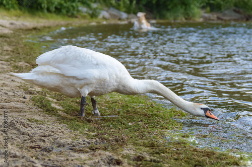 Fototapeta Naklejka Na Ścianę i Meble -  White swan extending its neck toward the water