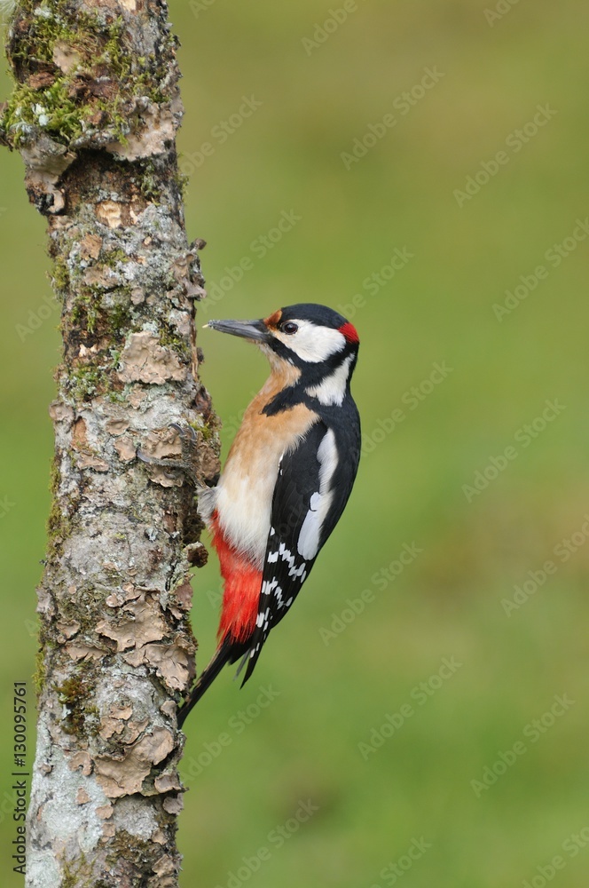 Great spotted woodpecker perched on a log.